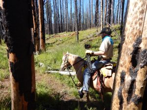 Haney Meadow