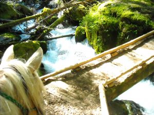 trail rider obstacles