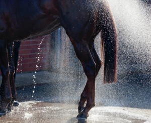 hose
