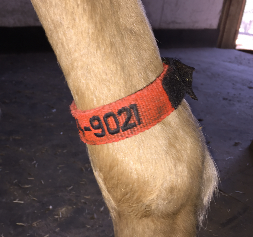 EquestriSafe Fetlock ID Band TrailMeister