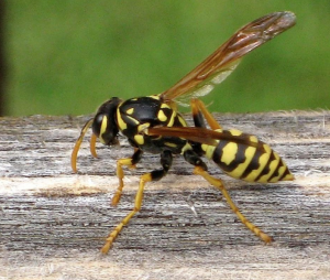 yellowjacket