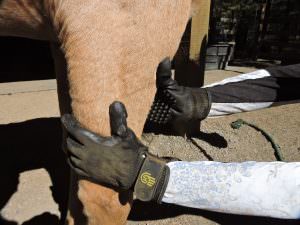 HandsOn Gloves  make grooming easy