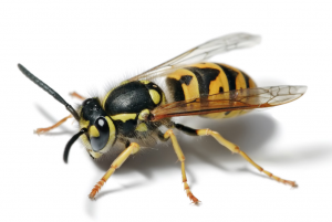 yellowjacket