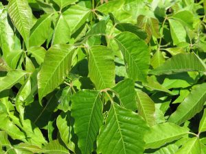avoiding poison ivy