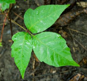 Identify poison ivy