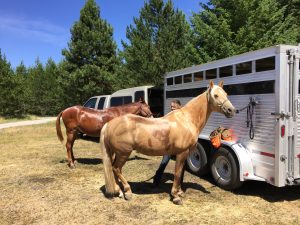 horse and mule by trailer