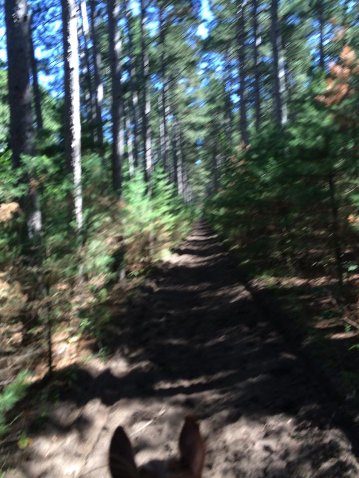 Saddle Up and Head to Bob Dunn Horse Campground: Your Minnesota Equestrian Escape
