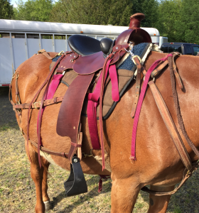 Latigo or Billets - TrailMeister