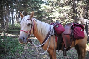 Camping Without a Pack Horse