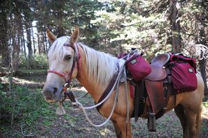 Camping Without a Pack Horse 