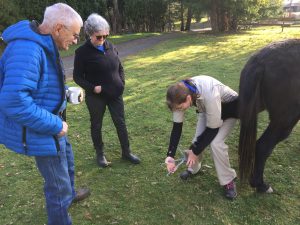 What to look for in a Trail Horse 