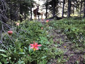 why horse camp