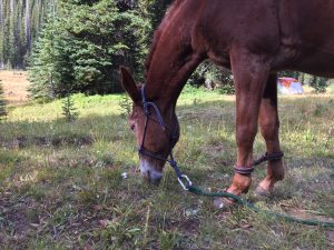 why horse camp