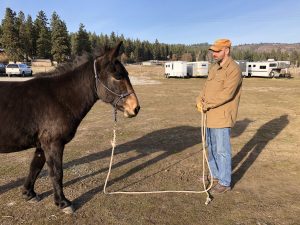 be able to pony - start from the ground