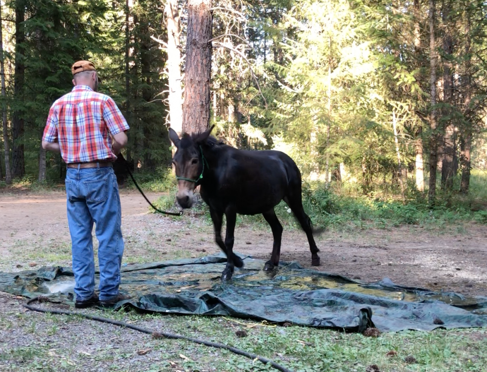 How to Teach a Horse to Cross Water TrailMeister