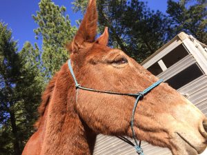 rope horse halter