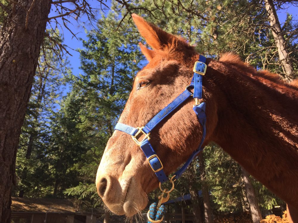 Halters for Horses and Mules - TrailMeister