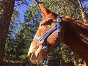 flat horse halter