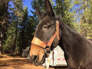 packing halter