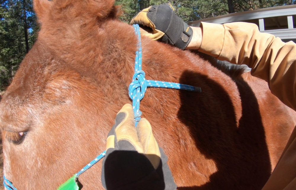 Halters for Horses and Mules TrailMeister