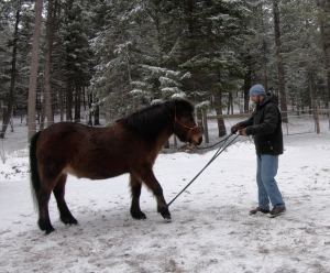 Hobble Training