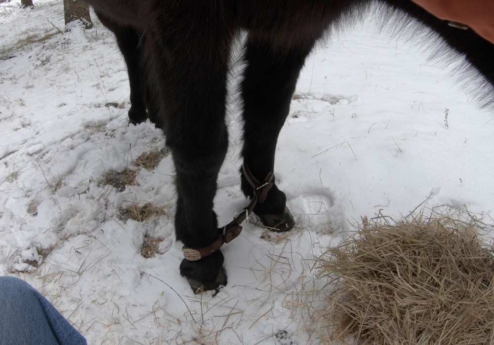 Hobble Training for Horses Oregon Horse Council