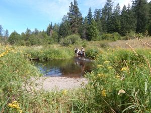 Water Crossing Training for Horses