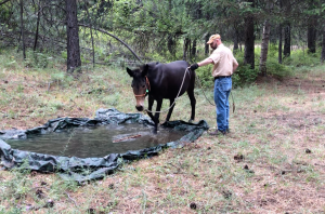 Water Crossing Training for Horses