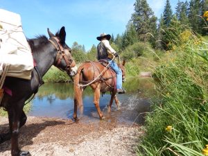 leading a horse