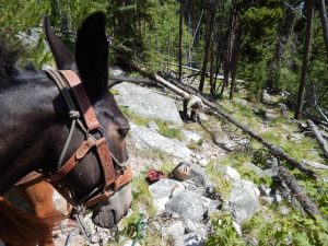 teaching horse to stand still