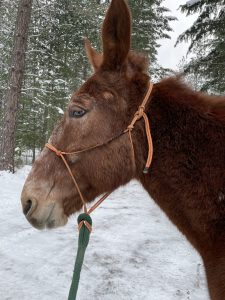 teaching a horse to stand still