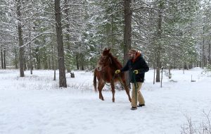 leading a horse