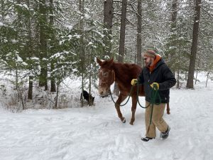 leading a horse