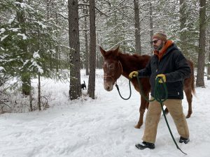 leading a horse