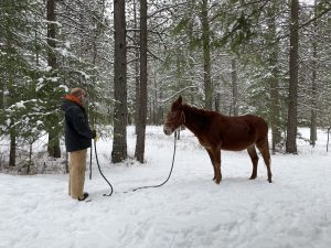teaching a horse to stand still