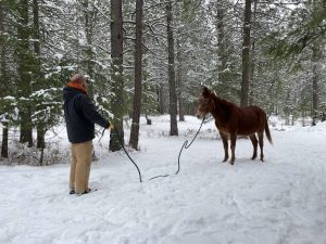 teach a horse to stand still