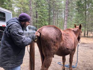 teaching horse to stand still