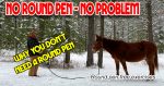 round pen free training