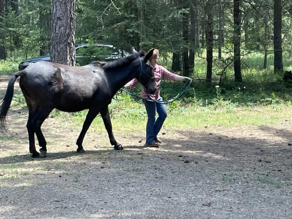 Good ground work can happen anywhere and is a prerequisite for ponying.