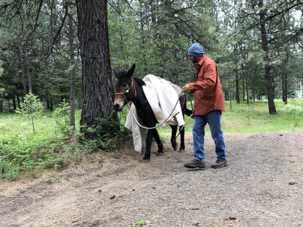 6 Principles to Better Horsemanship