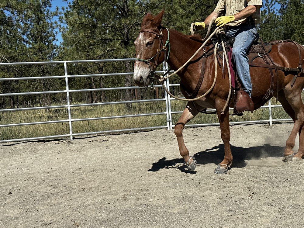 6 Principles to Better Horsemanship