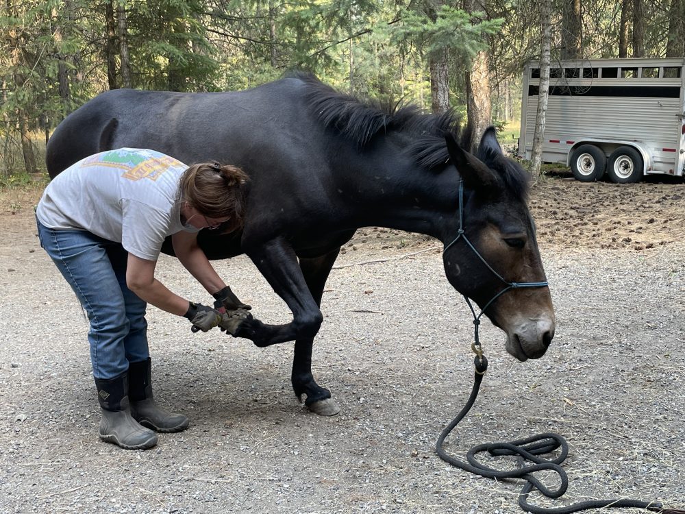 farrier training