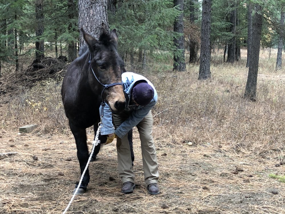 farrier training